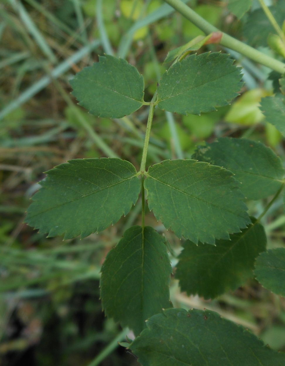 Rosa andegavensis / Rosa andegavense